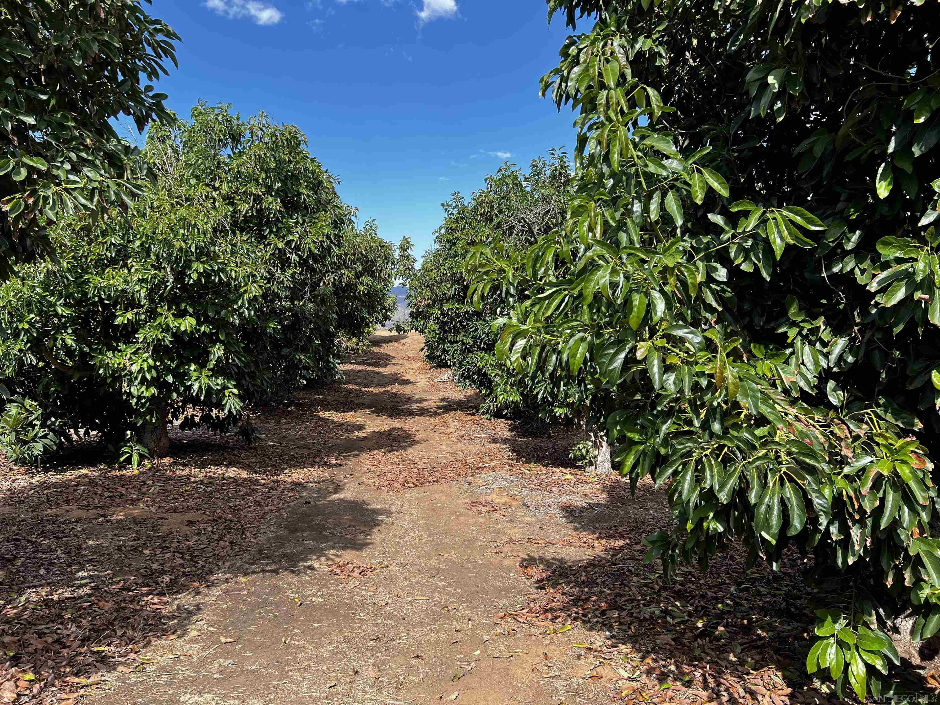 0 Pauma Heights Road Valley Center, CA 92082 - Photo 1 of 20 a view of a pathway with a tree