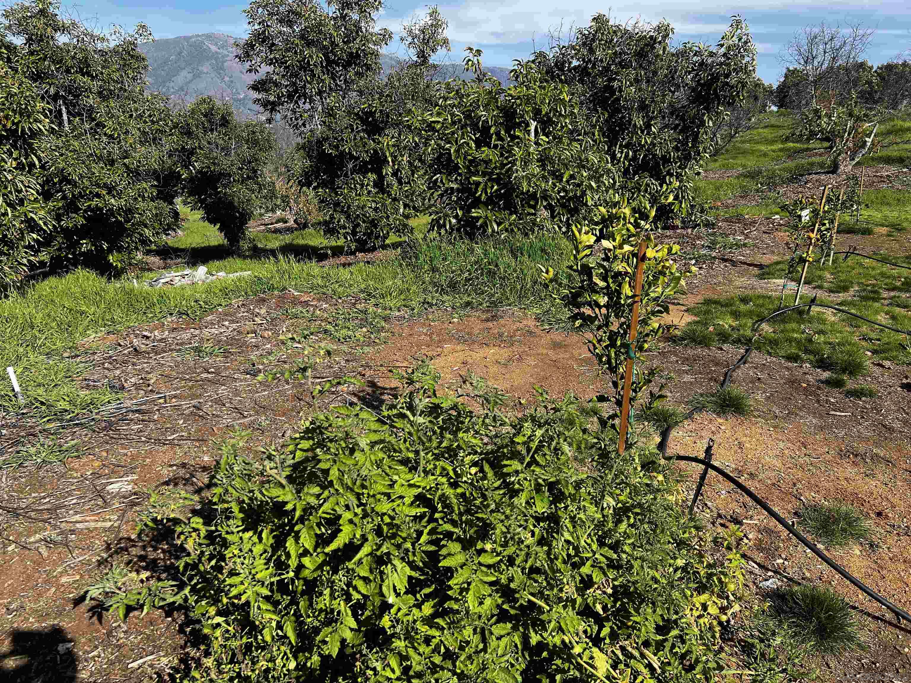 0 Pauma Heights Road Valley Center, CA 92082 - Photo 18 of 20 a view of a yard with a tree