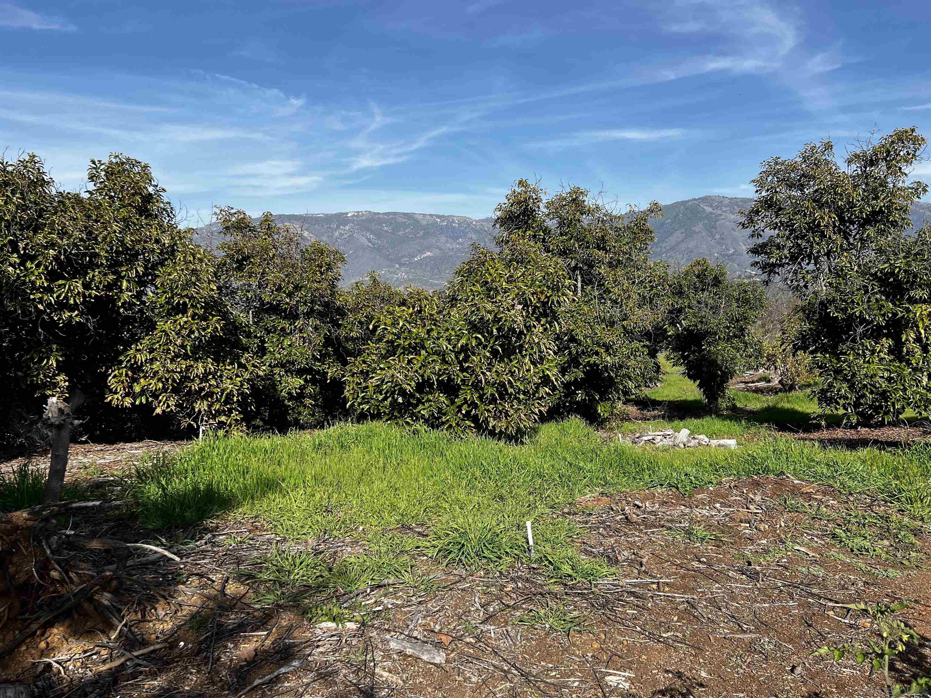 0 Pauma Heights Road Valley Center, CA 92082 - Photo 19 of 20 a view of a yard with a tree
