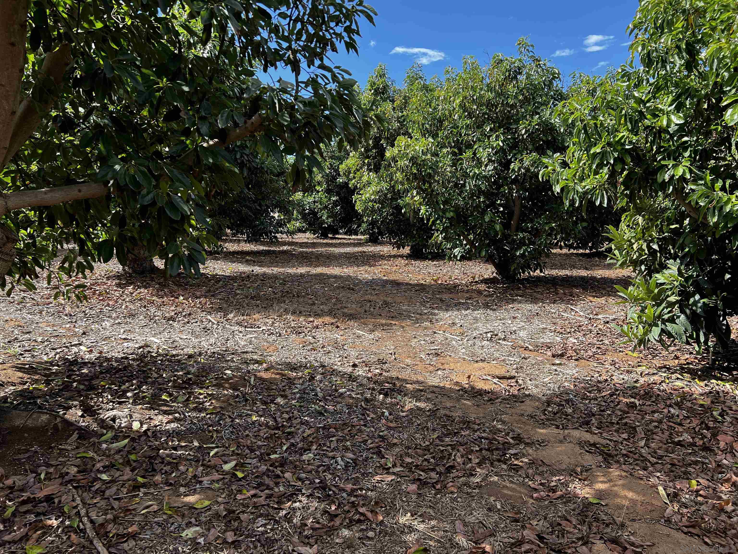 0 Pauma Heights Road Valley Center, CA 92082 - Photo 2 of 20 a view of a yard with a tree