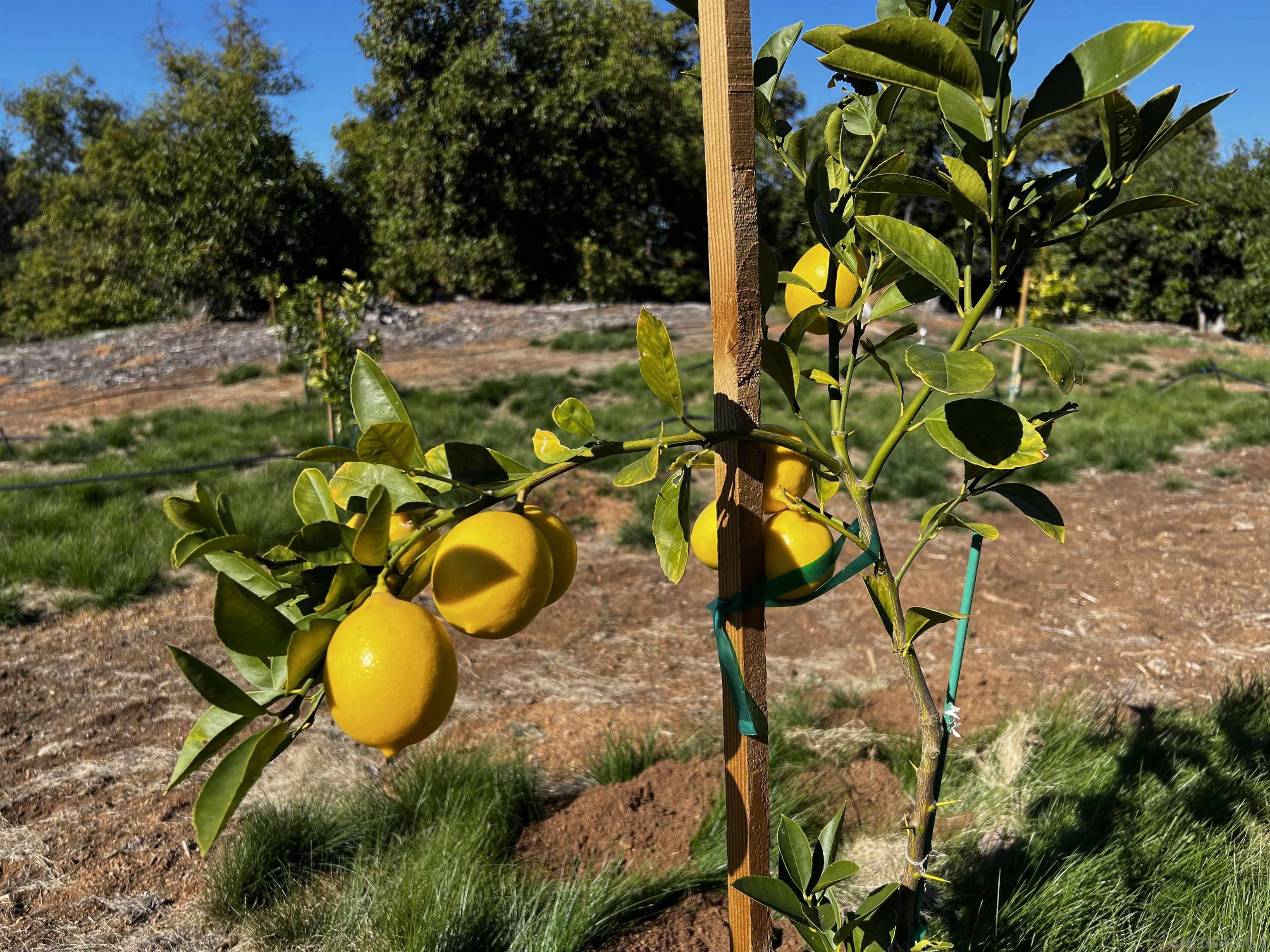 0 Pauma Heights Road Valley Center, CA 92082 - Photo 10 of 20 a view of a plant in a garden
