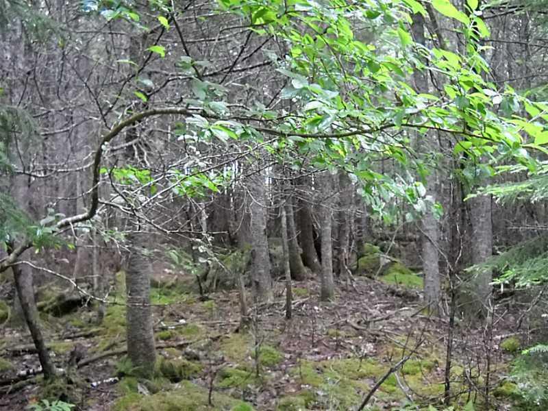 0 Cross Rd/reach Road Sedgwick, ME 04676 - Photo 1 of 8 Land.