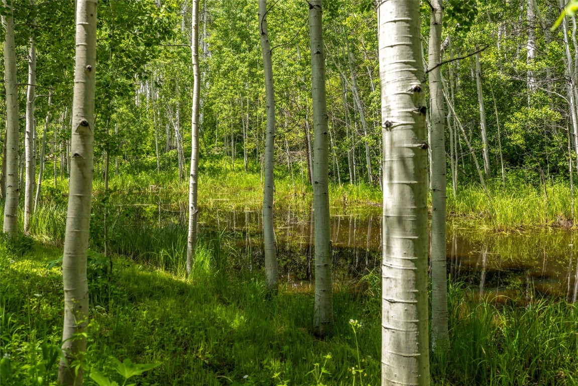 389 Routt Forest Loop Craig, CO 81625 - Photo 42 of 49 a view of a garden