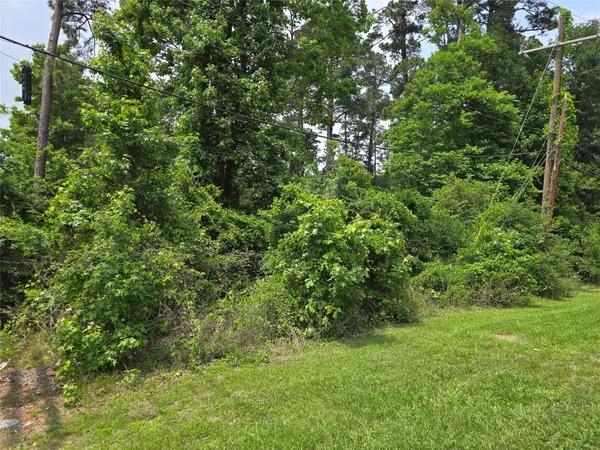 a view of a lush green forest