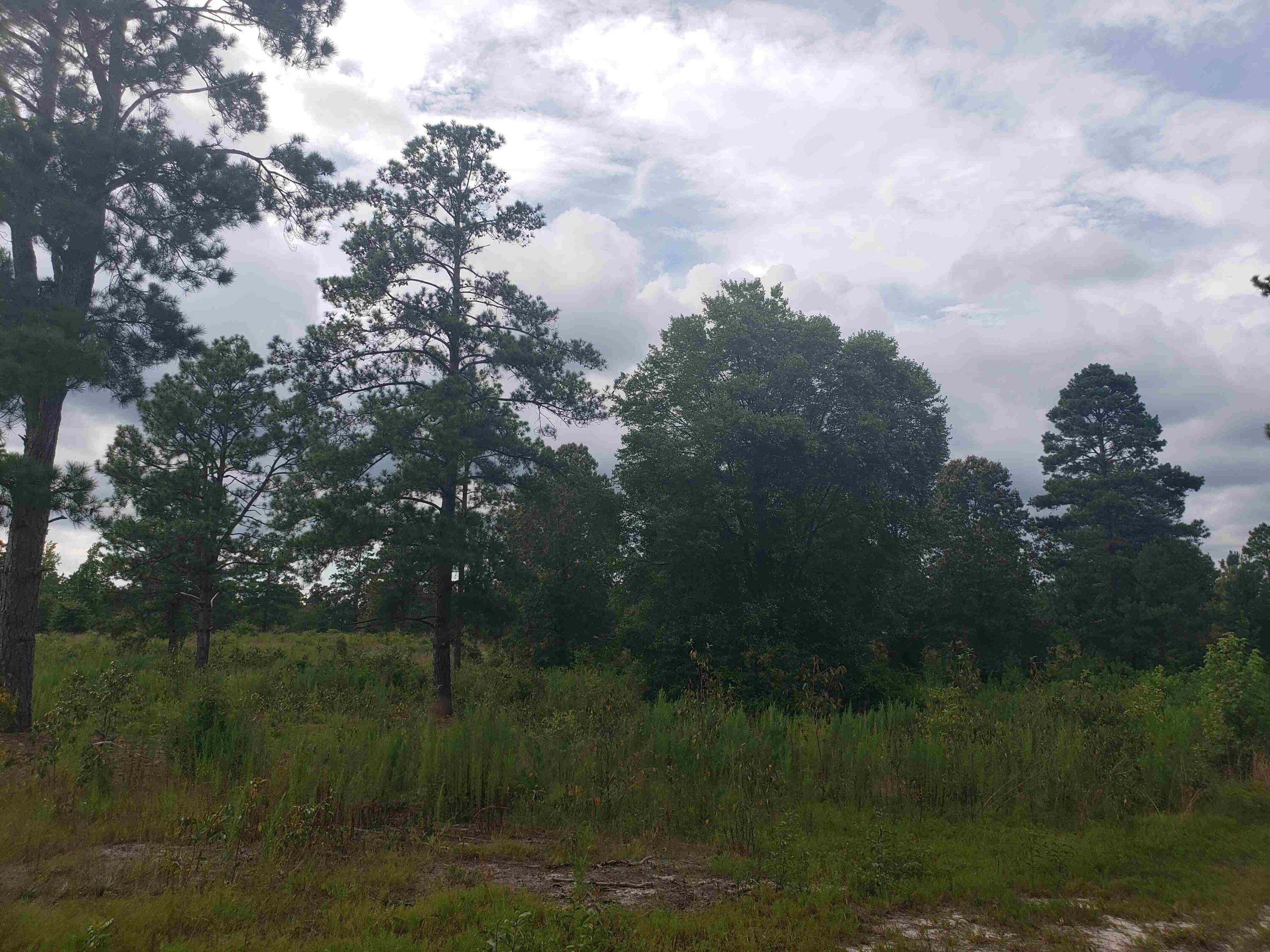 3018 Ebenezer Road Sumter, SC 29153 - Photo 27 of 39 20230729_171757_compress36