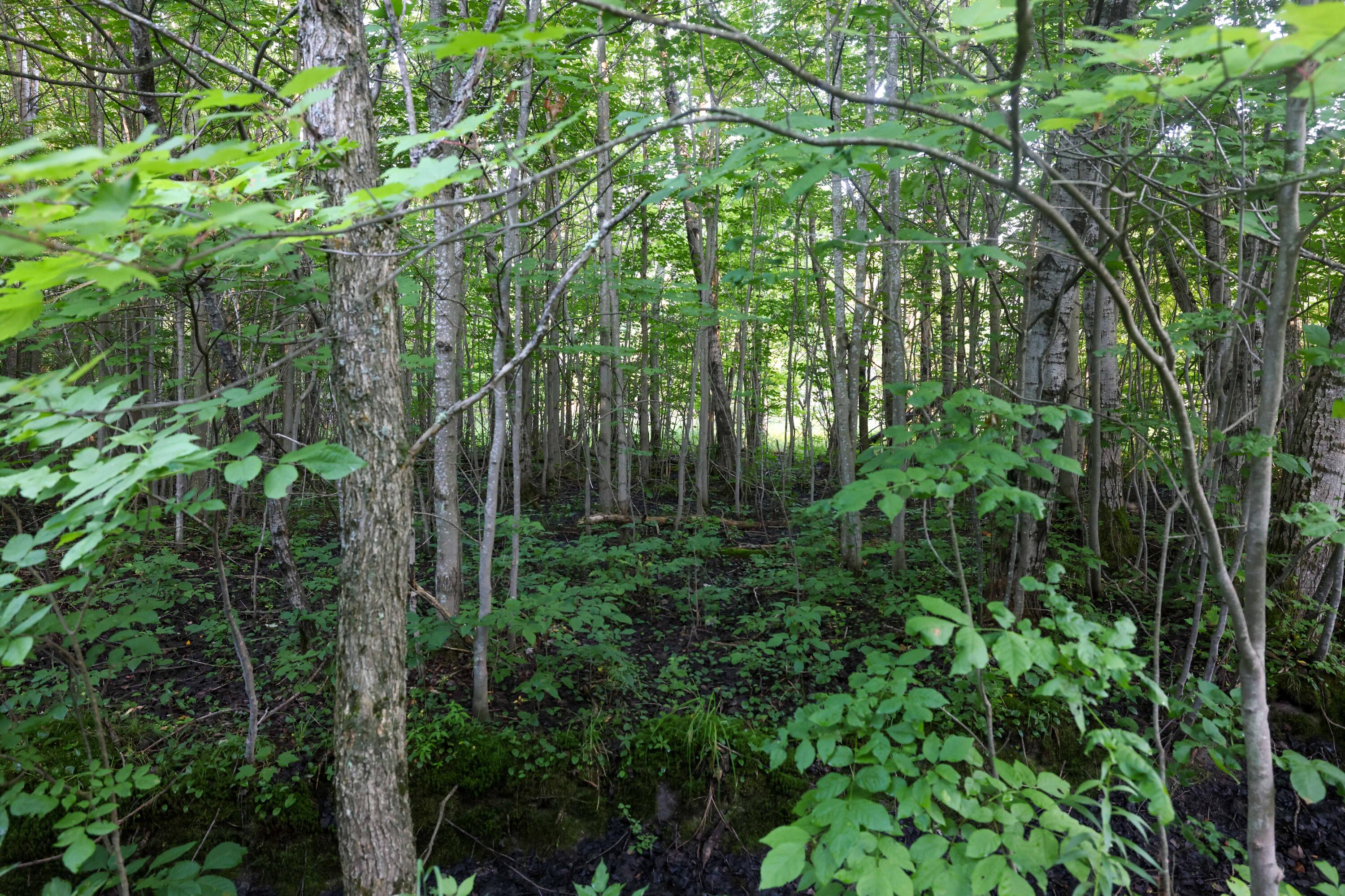 0 Ford Lake Road Germfask, MI 49836 - Photo 30 of 49 Gallery Image 30