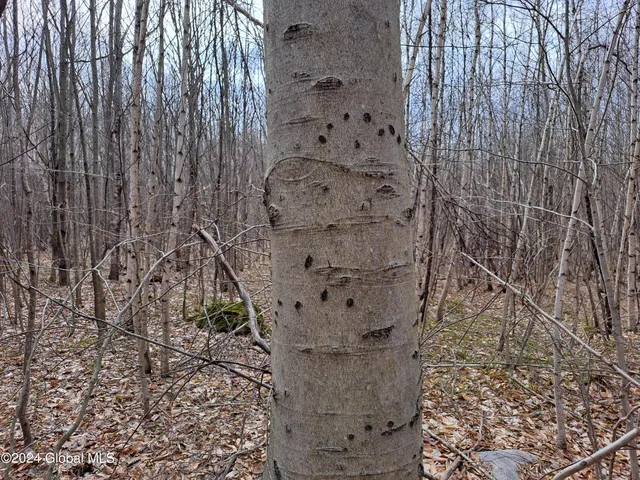 $125,000 | 11.5 Military Turnpike, Ellenburg Depot, NY 12935