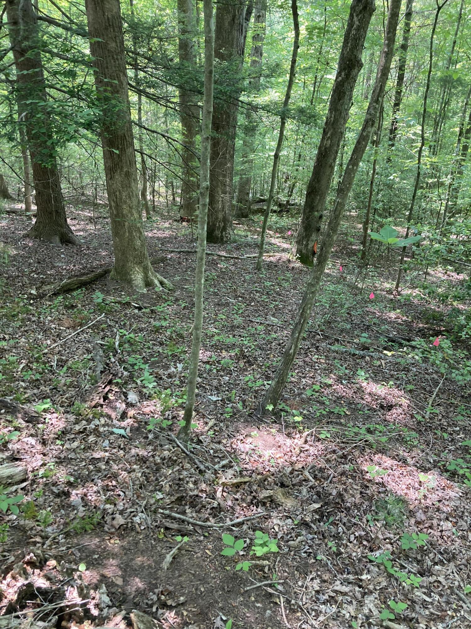 Lot 5 Fincastle Road Rogers, KY 41365 - Photo 1 of 10 790D0BEA-B7FB-450F-82B6-B3ED69CC8AE1