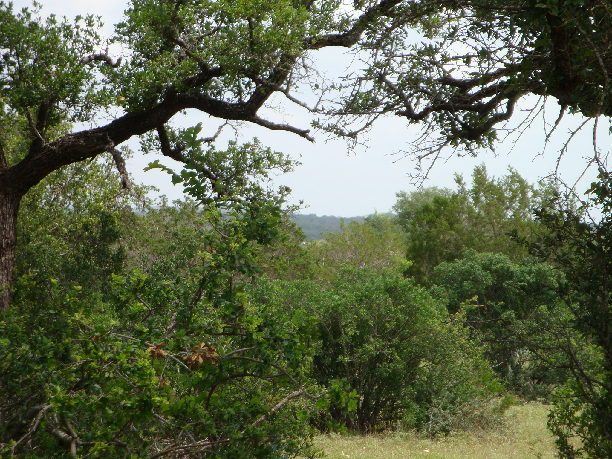 1619 Althaus Ranch Road Johnson City, TX 78636 - Photo 14 of 40 On a clear day, you can see for miles