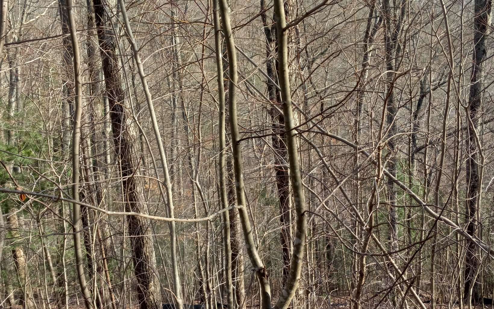 Lot 9 Hardslate Road Ellijay, GA 30536 - Photo 3 of 6 Additional View