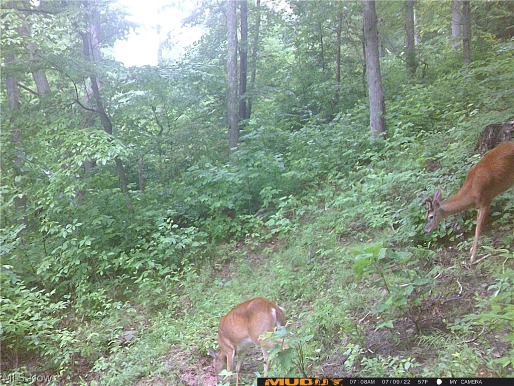 Campbell Road Freeport, OH 43973 - Photo 31 of 33 Gallery Image 31