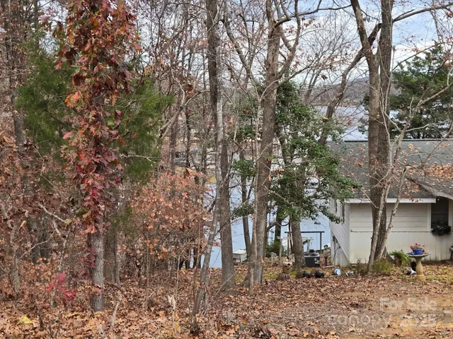 a view of a forest filled with trees