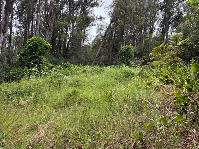 a view of a yard with large trees