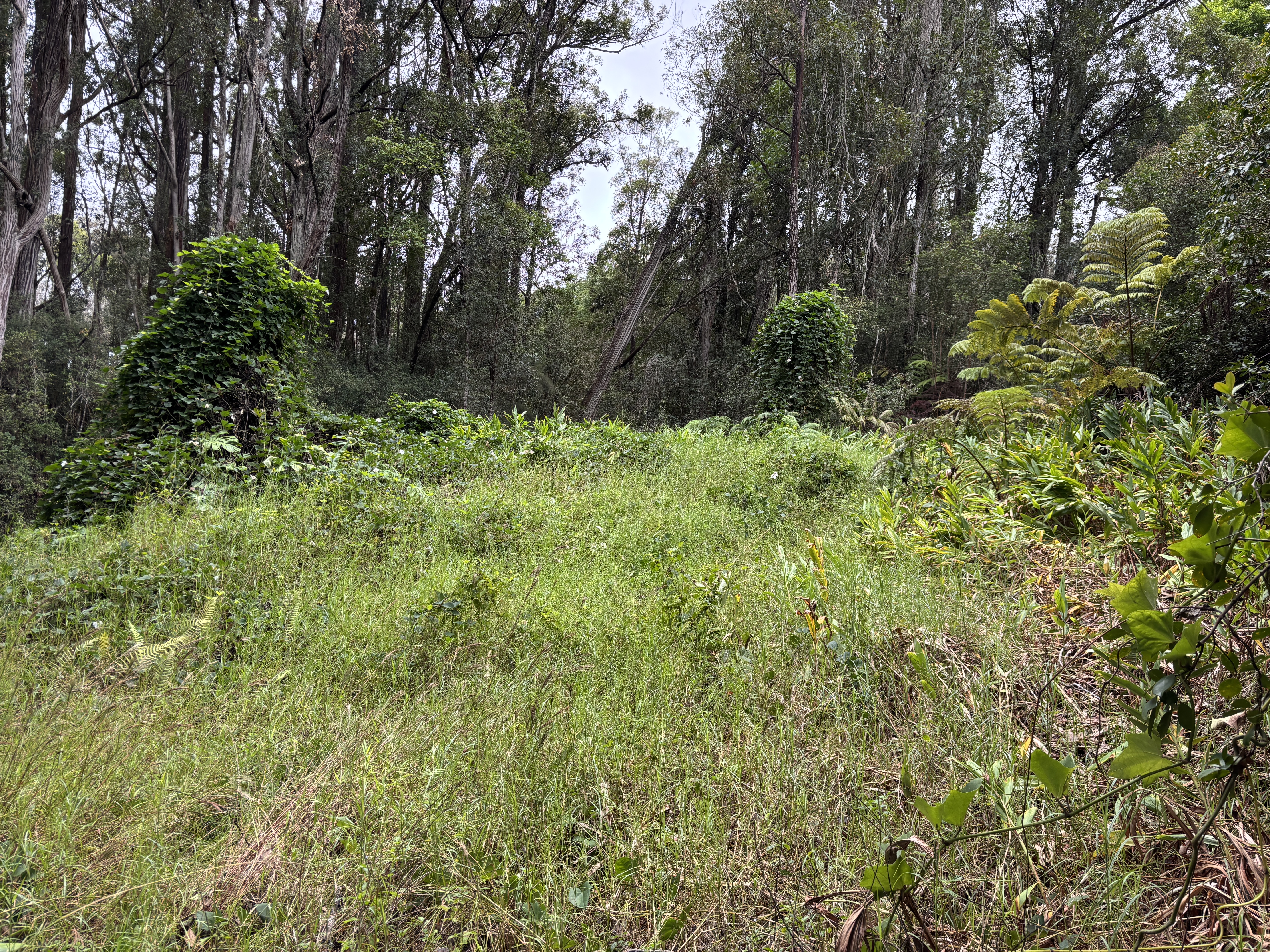 46-3989 Kapuna Road Honokaa, HI 96727 - Photo 13 of 24 a view of a garden