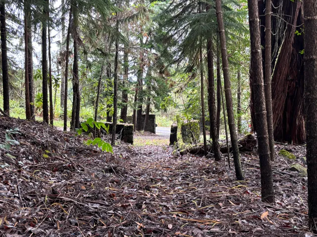 a view of a backyard with trees