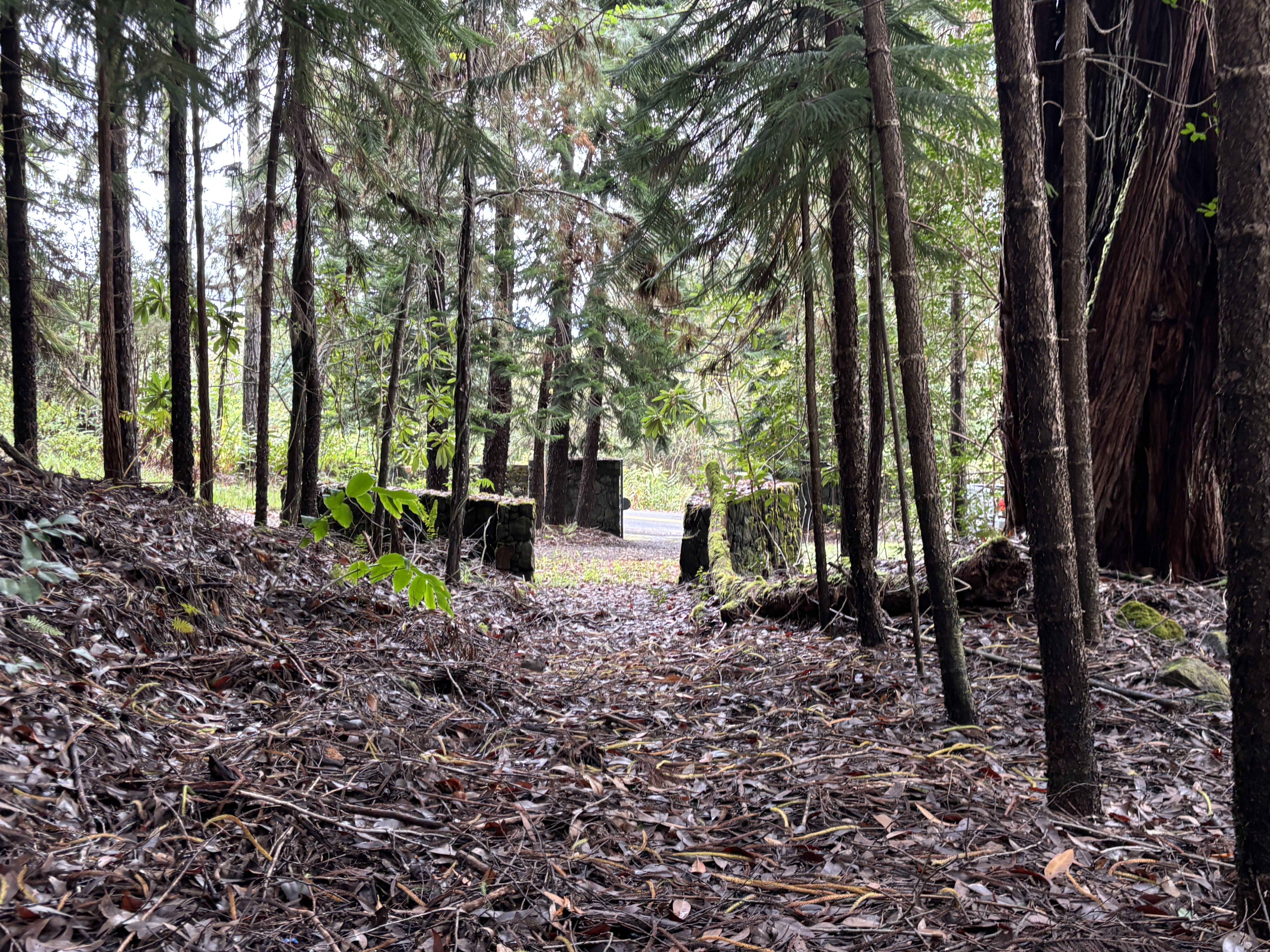 46-3989 Kapuna Road Honokaa, HI 96727 - Photo 15 of 24 a backyard of a house with lots of green space