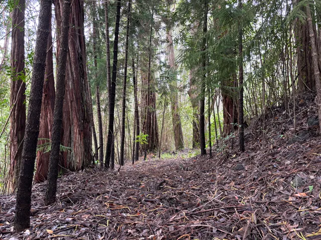 a view of a yard with plants and trees