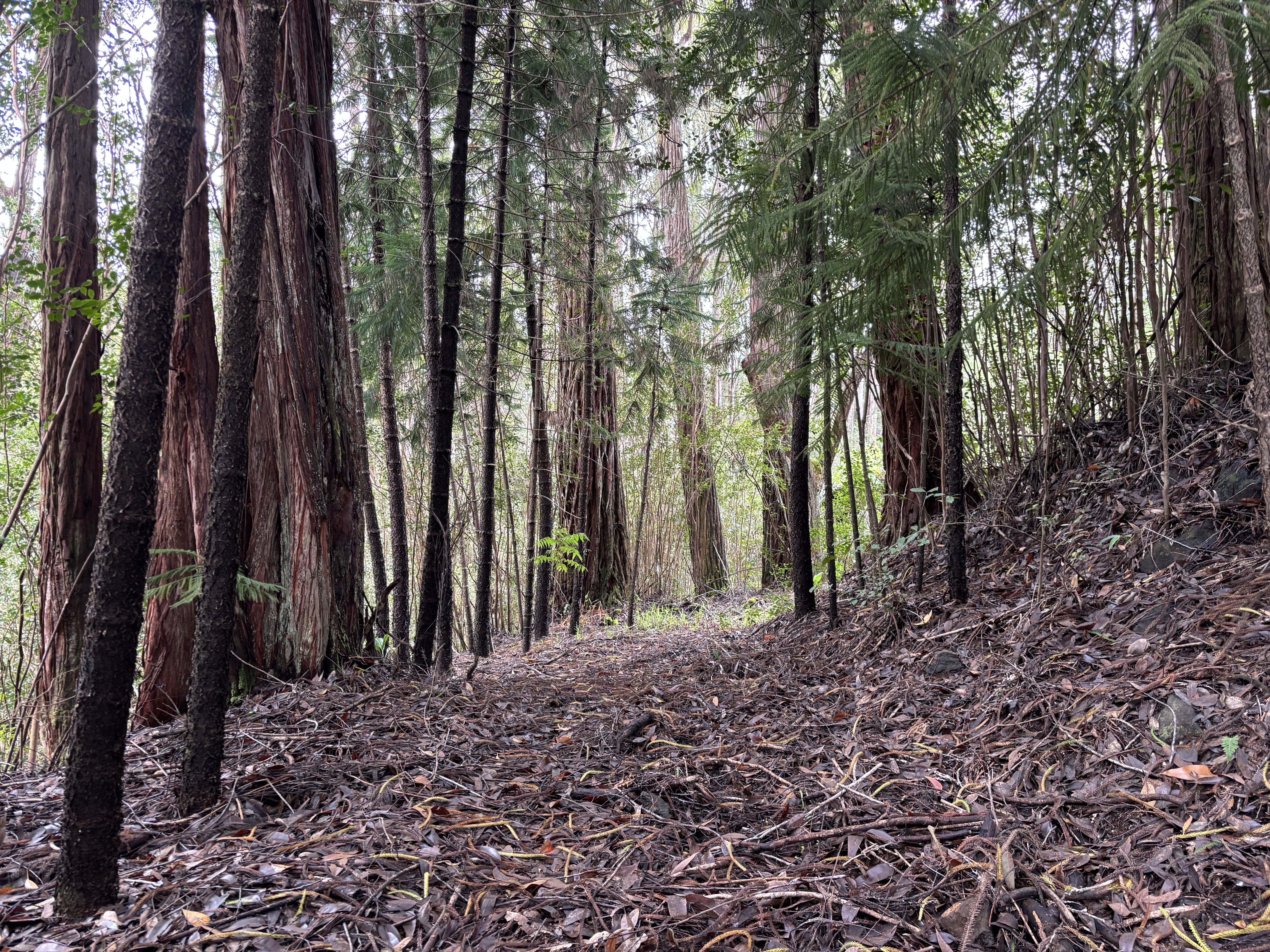 46-3989 Kapuna Road Honokaa, HI 96727 - Photo 16 of 24 a view of a backyard with trees