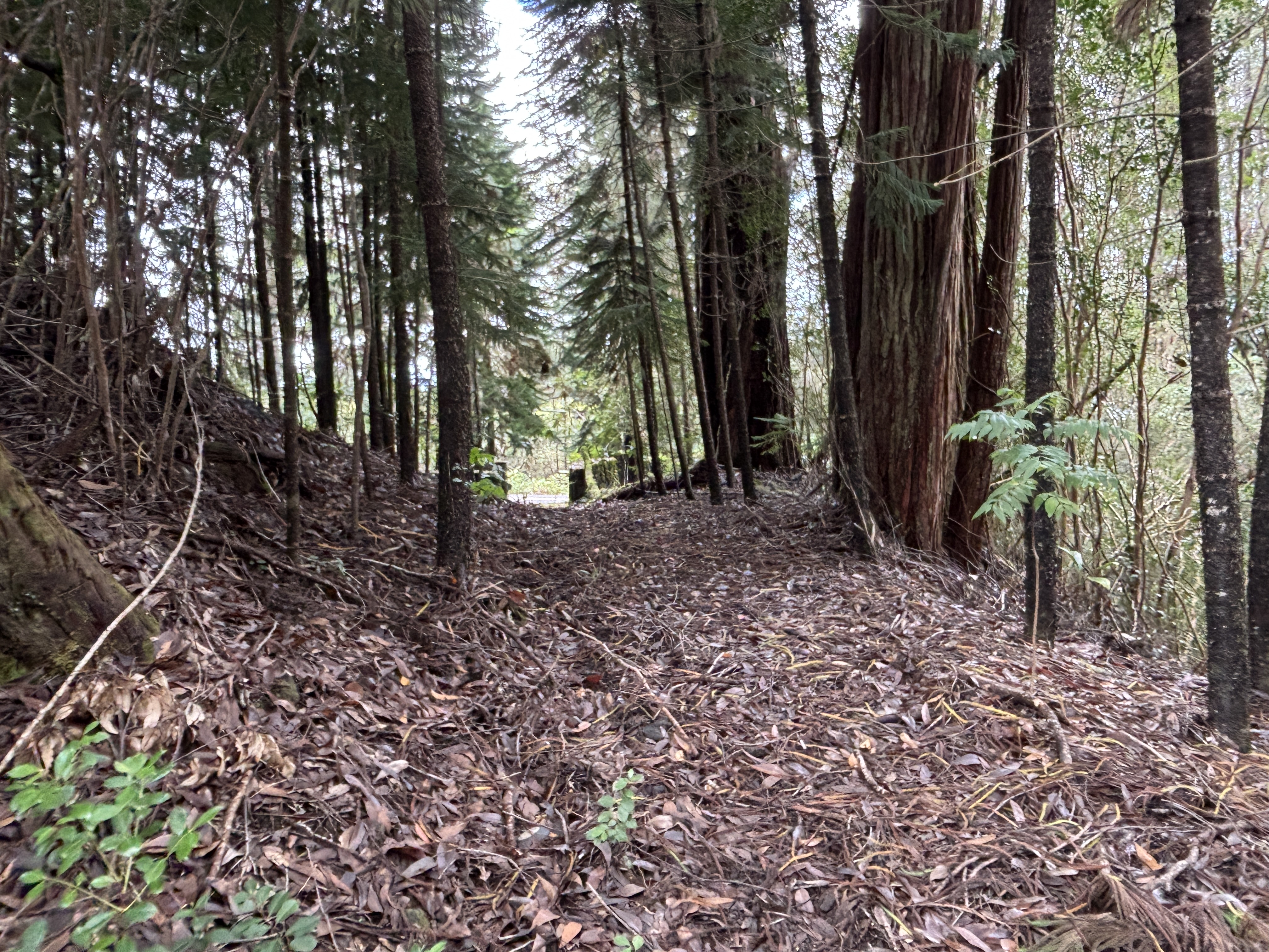 46-3989 Kapuna Road Honokaa, HI 96727 - Photo 17 of 24 a view of a yard with plants and trees