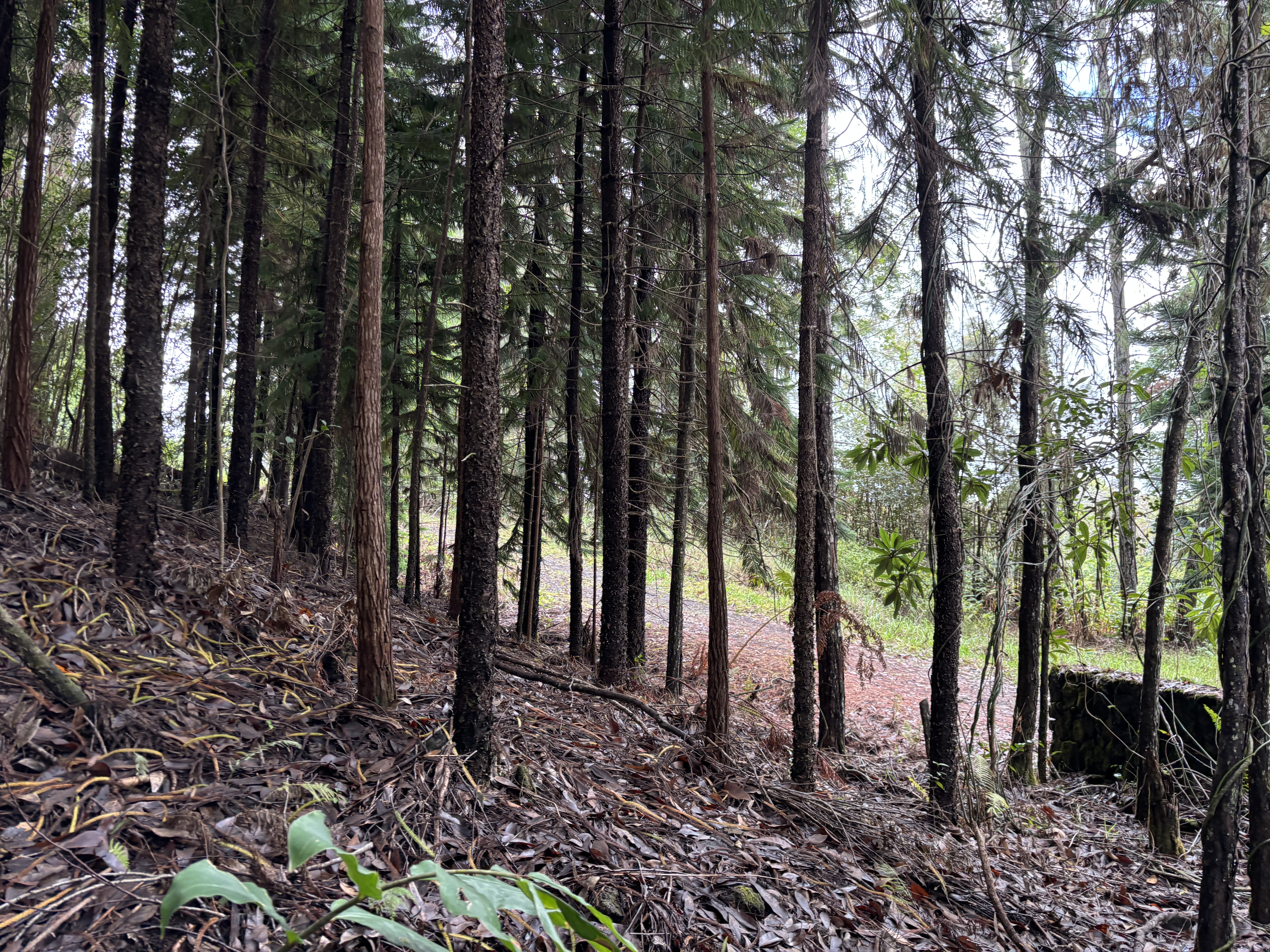 46-3989 Kapuna Road Honokaa, HI 96727 - Photo 18 of 24 a view of outdoor space with lots of trees