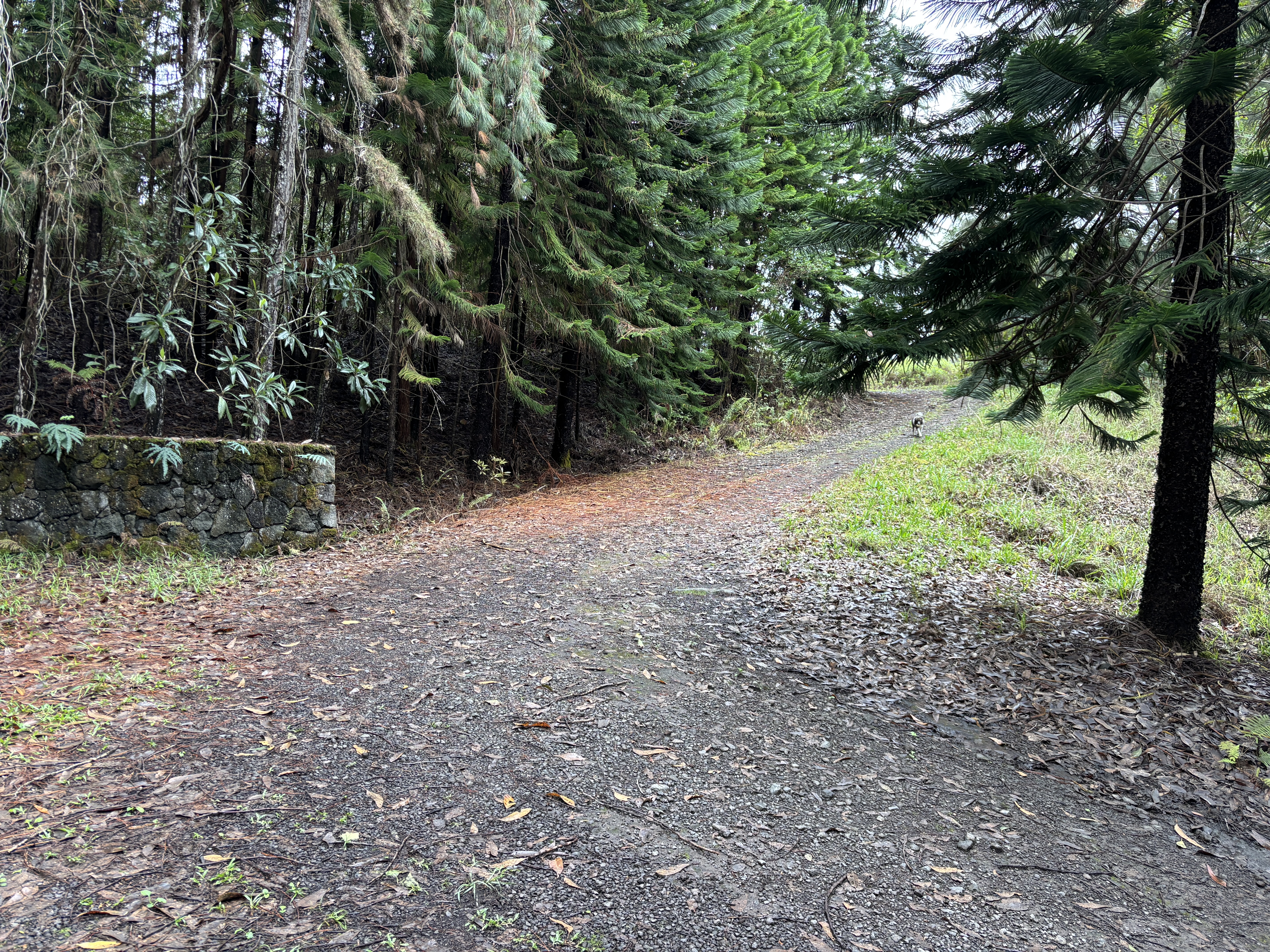 46-3989 Kapuna Road Honokaa, HI 96727 - Photo 20 of 24 a view of a yard with plants and trees