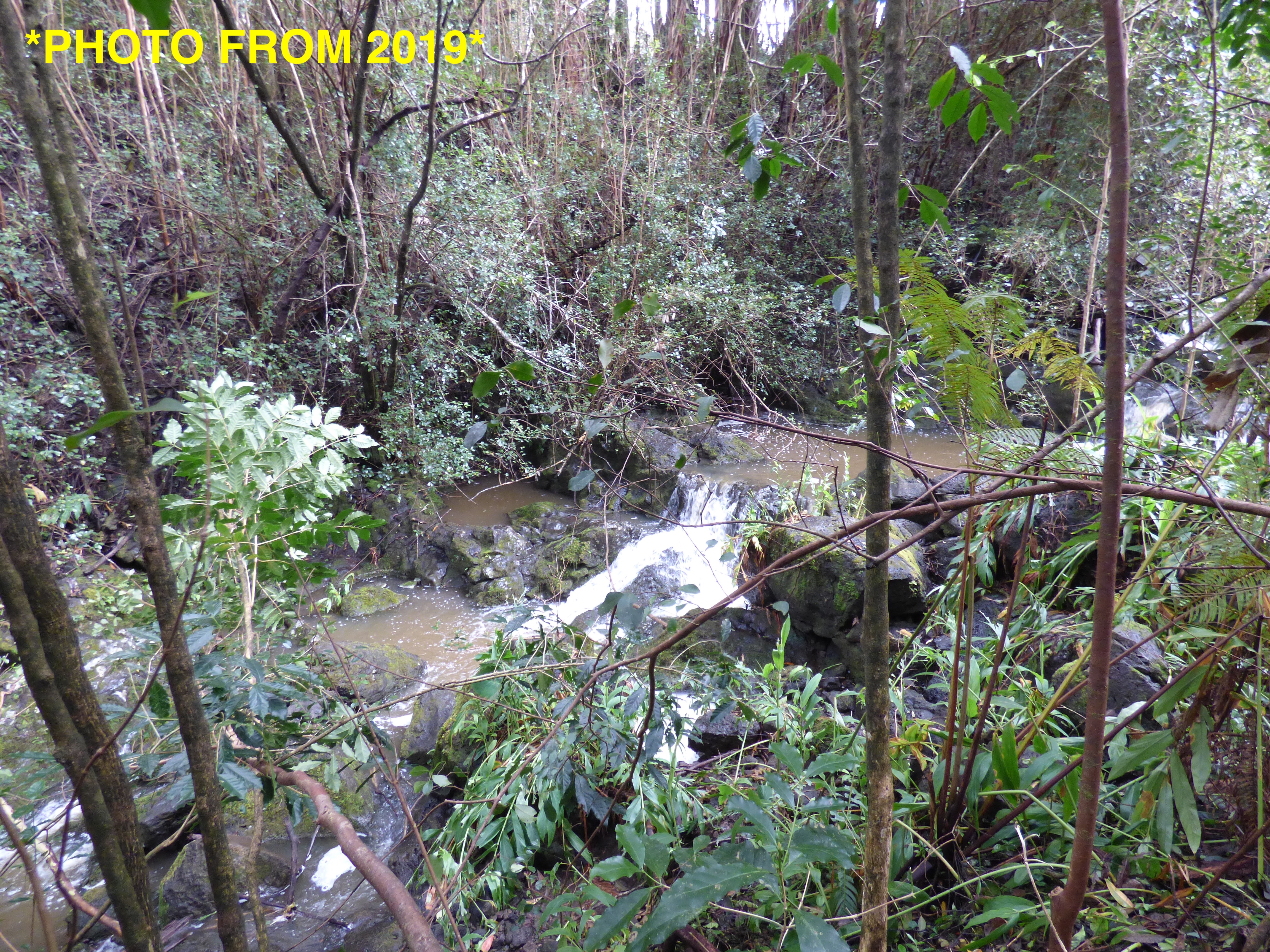 46-3989 Kapuna Road Honokaa, HI 96727 - Photo 5 of 24 a backyard of a house with lots of green space