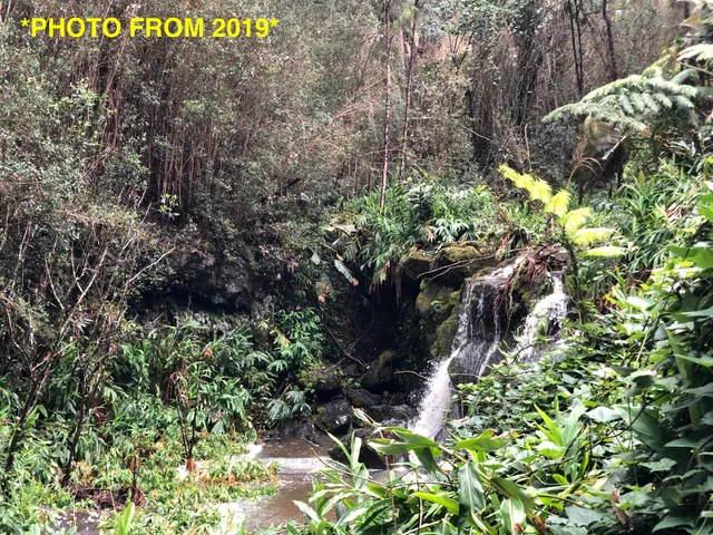 a view of a yard from a tree