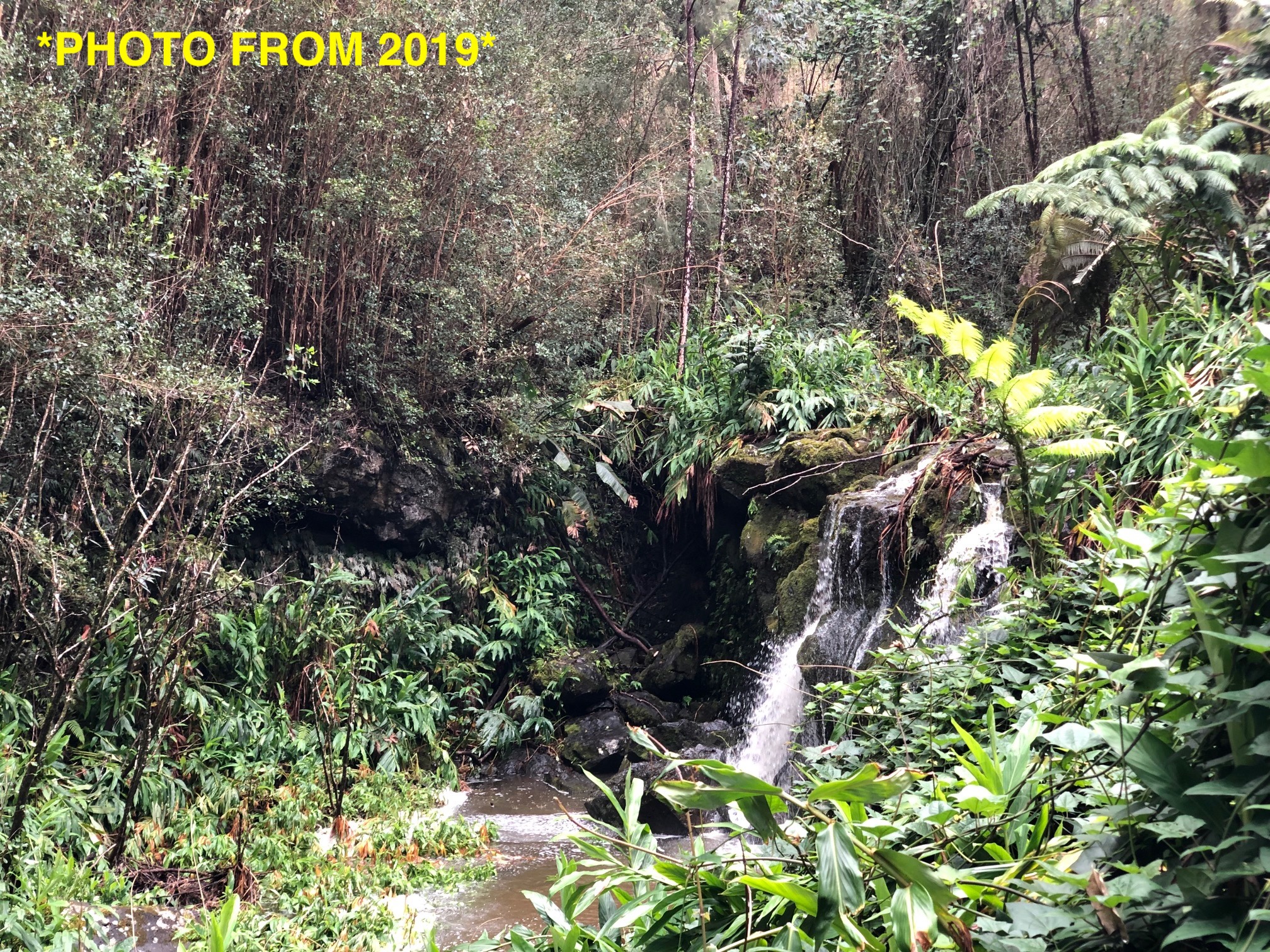 46-3989 Kapuna Road Honokaa, HI 96727 - Photo 7 of 24 a picture of flowers
