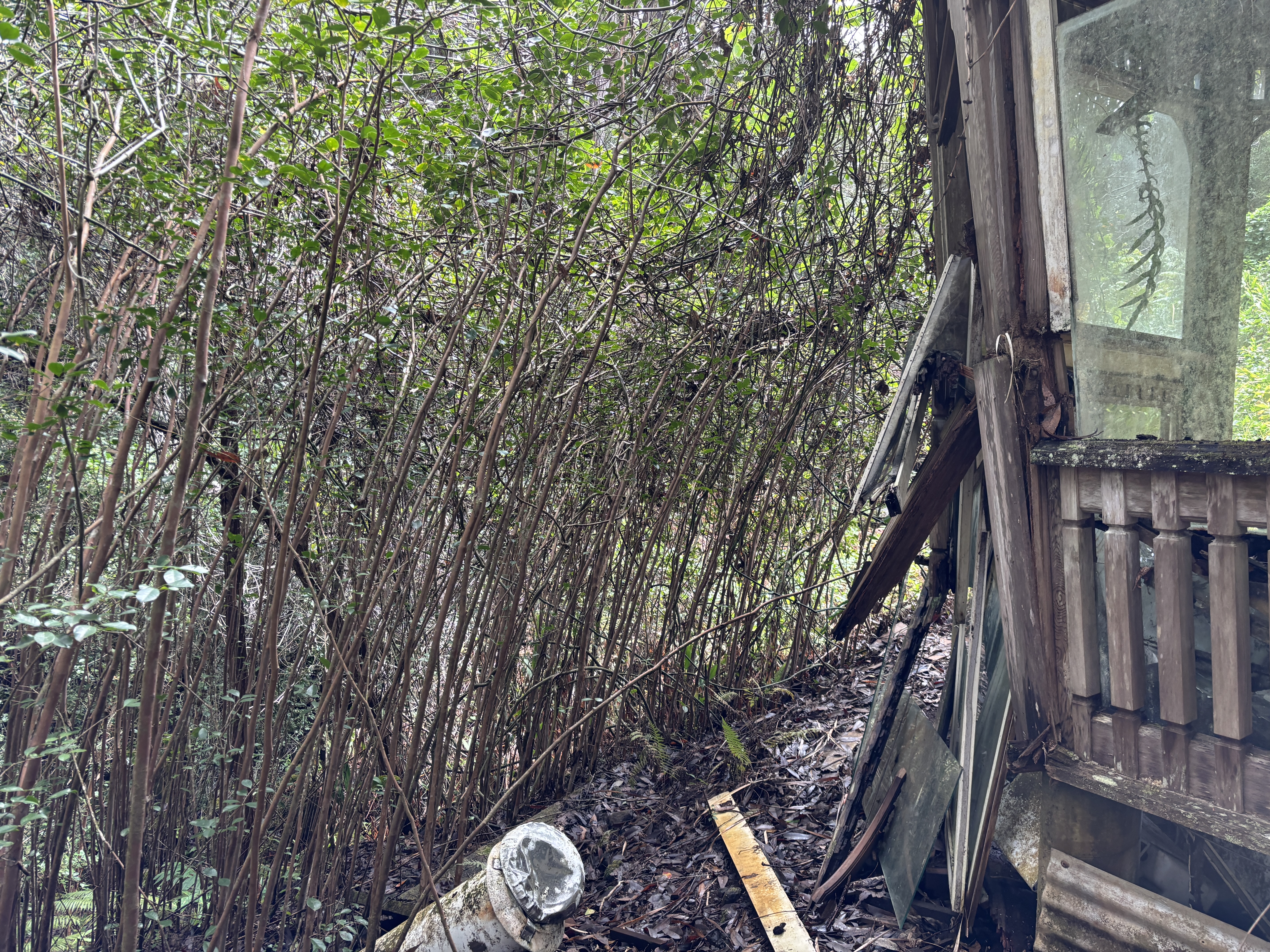46-3989 Kapuna Road Honokaa, HI 96727 - Photo 8 of 24 a view of a yard from a tree