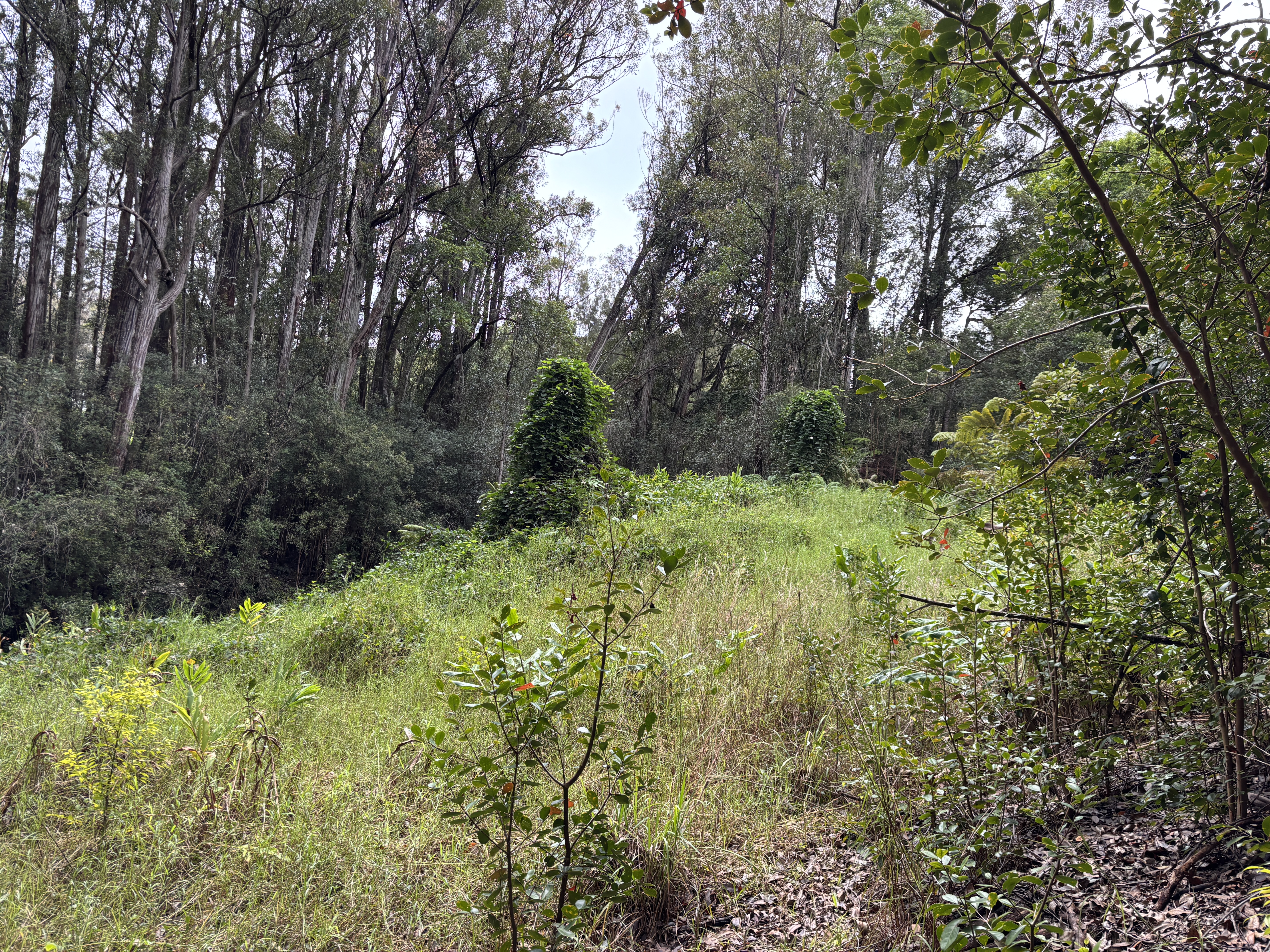 46-3989 Kapuna Road Honokaa, HI 96727 - Photo 10 of 24 a view of garden with trees