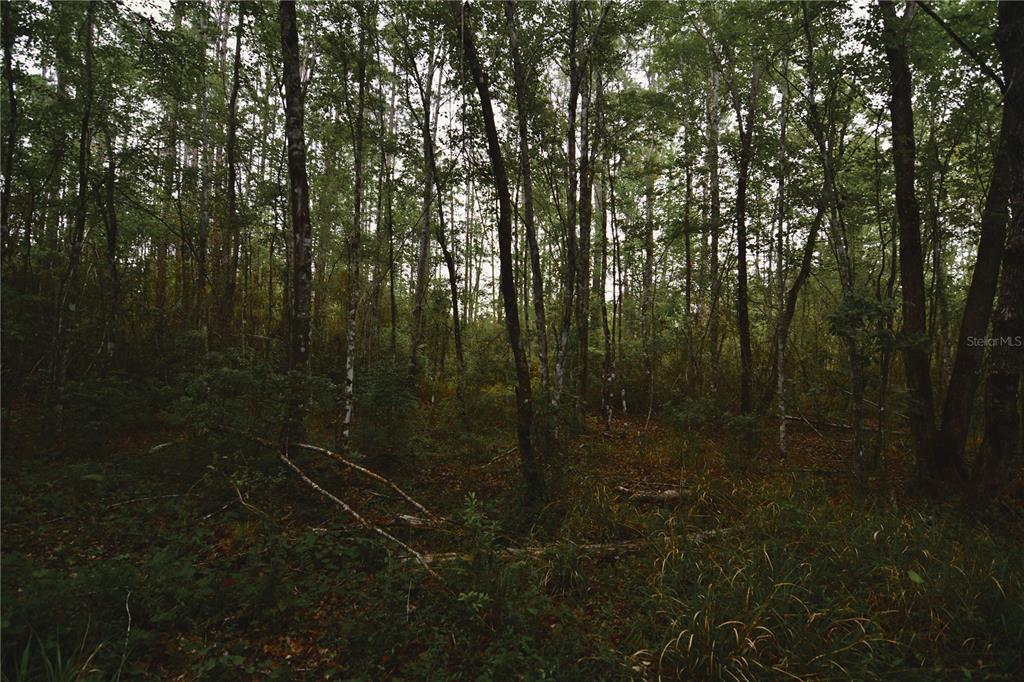 Sweet Gum Road Glen St. Mary, FL 32040 - Photo 17 of 44