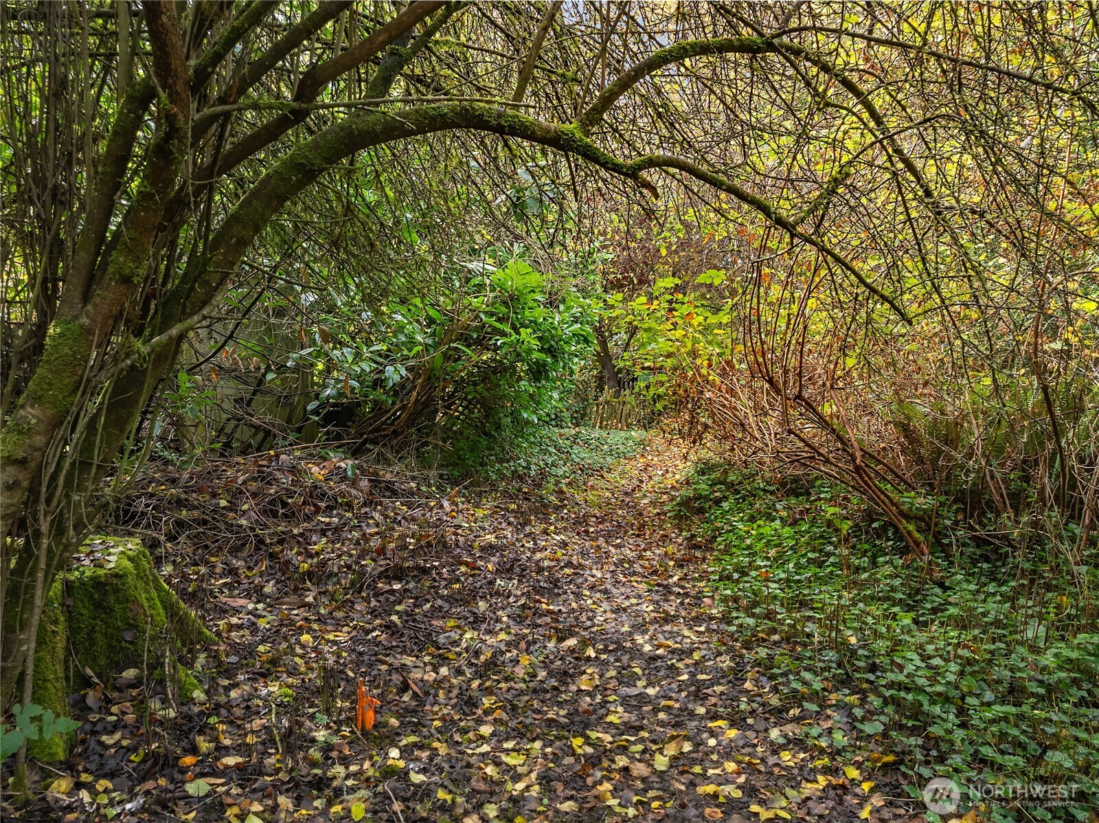 9674 Olympus Beach Road Northeast Bainbridge Island, WA 98110 - Photo 16 of 21 a view of yard