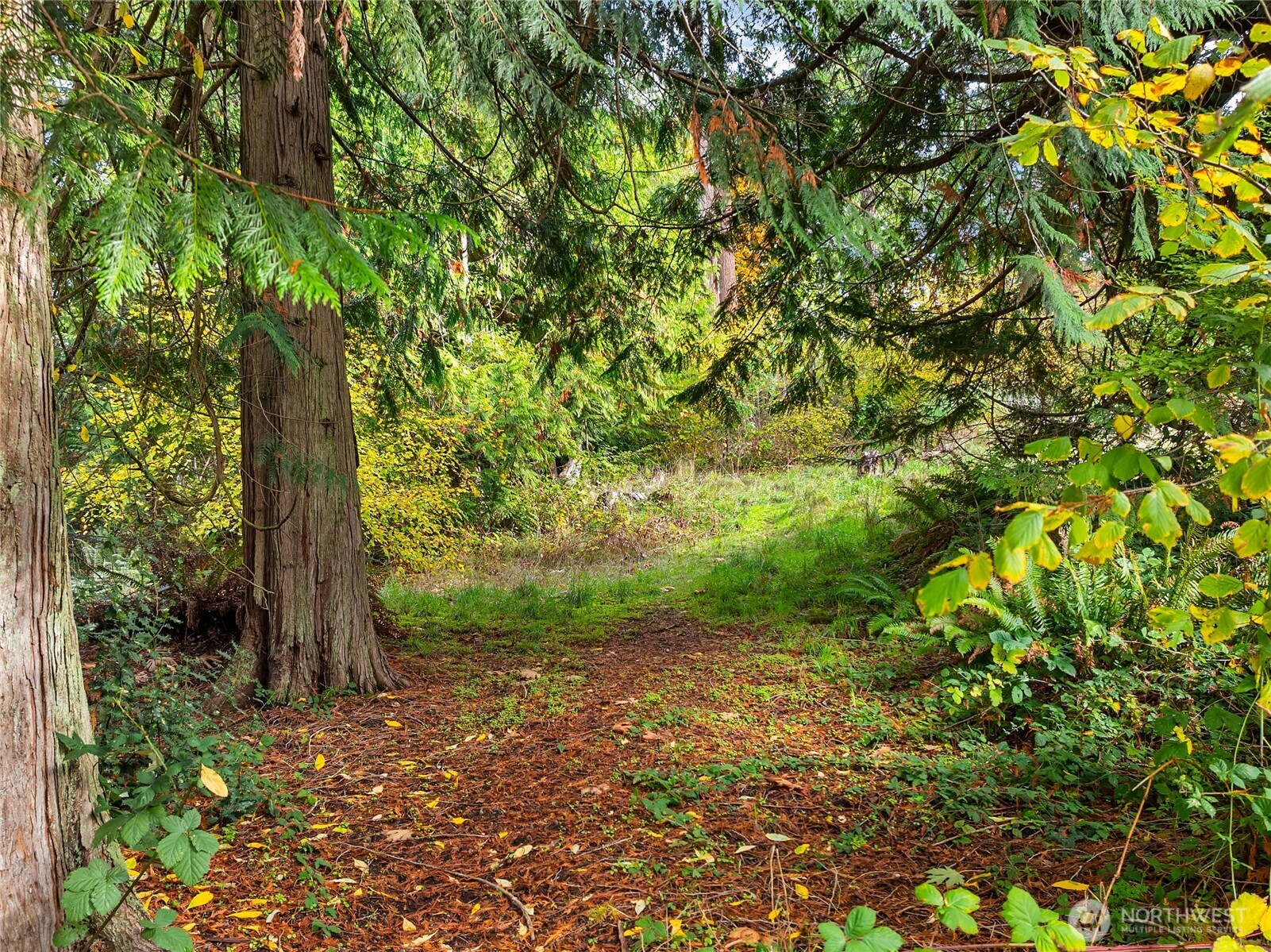 9674 Olympus Beach Road Northeast Bainbridge Island, WA 98110 - Photo 6 of 21 a view of a yard with plants and trees