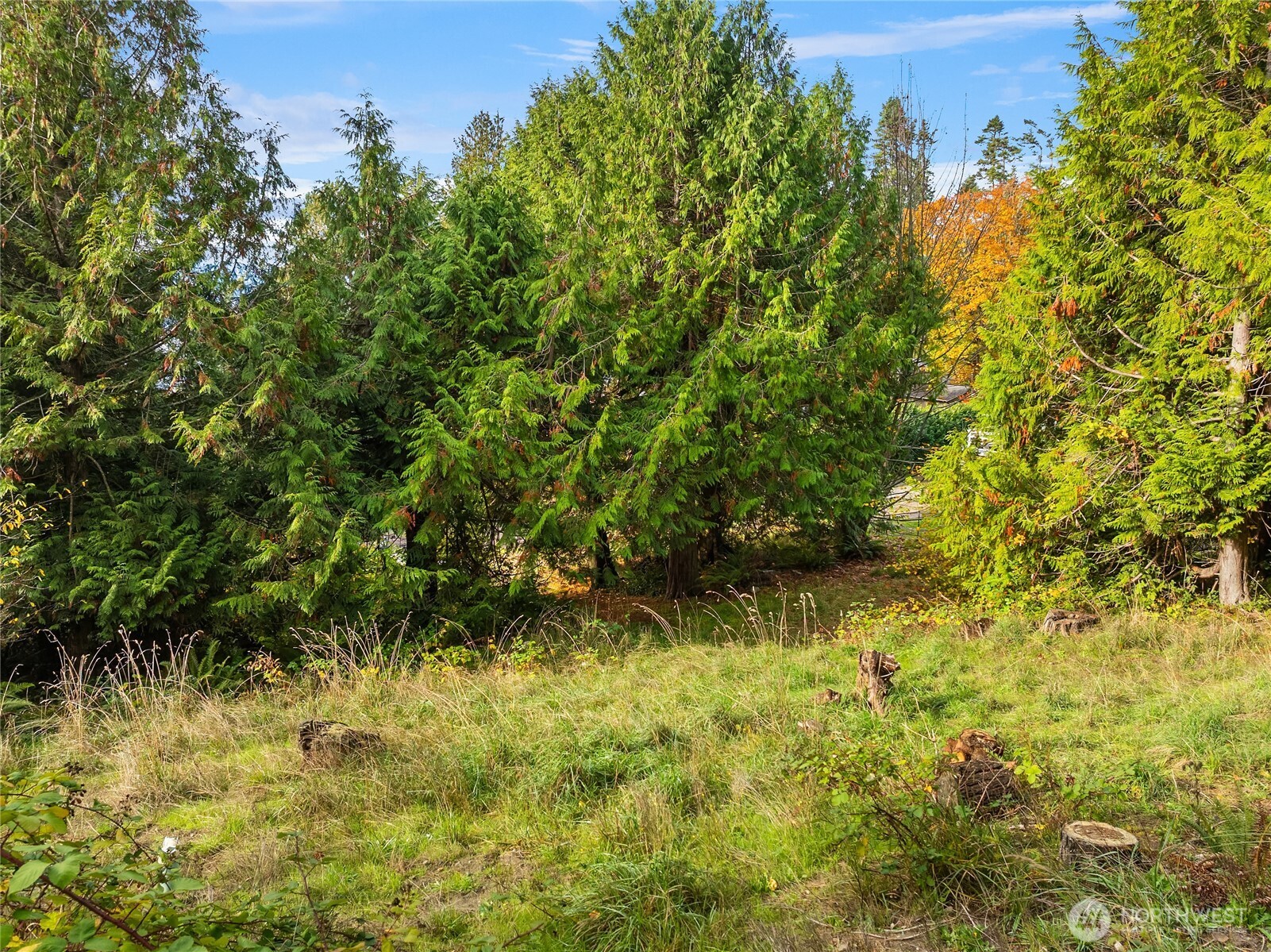 9674 Olympus Beach Road Northeast Bainbridge Island, WA 98110 - Photo 7 of 21 a view of a yard