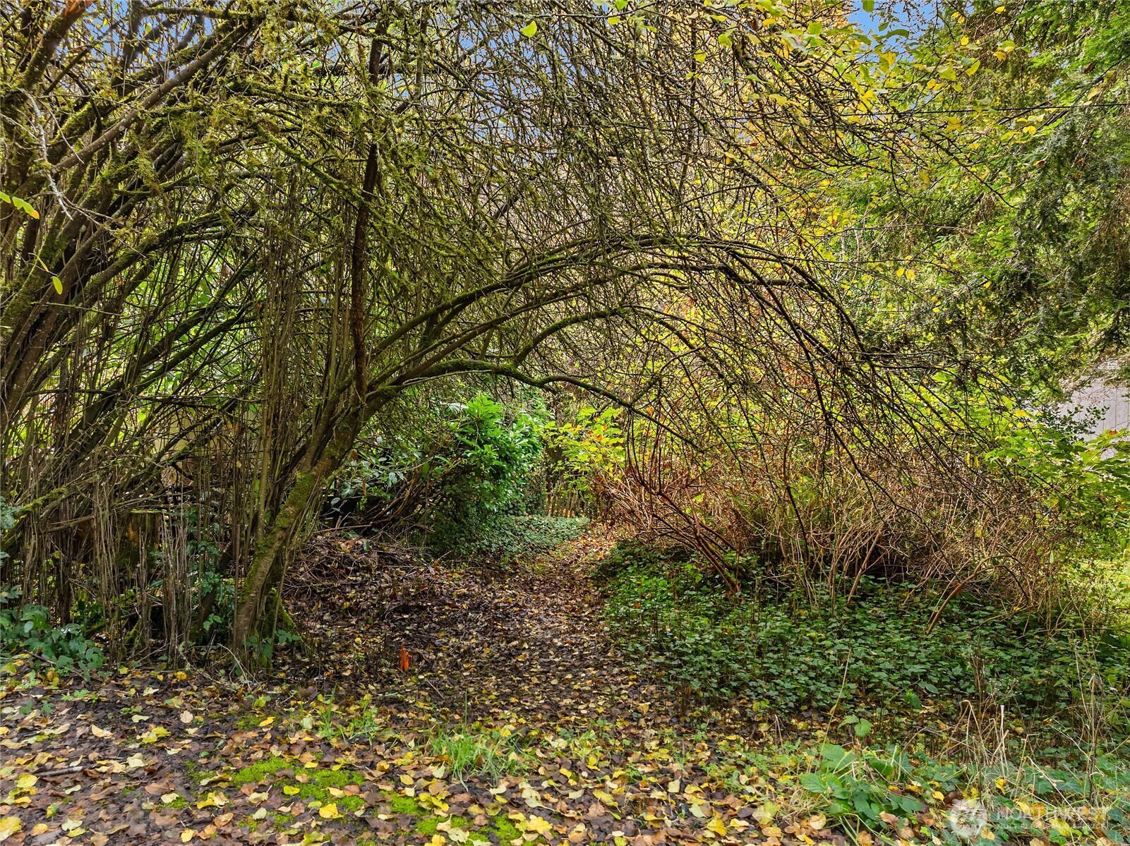 9674 Olympus Beach Road Northeast Bainbridge Island, WA 98110 - Photo 8 of 21 a view of a garden
