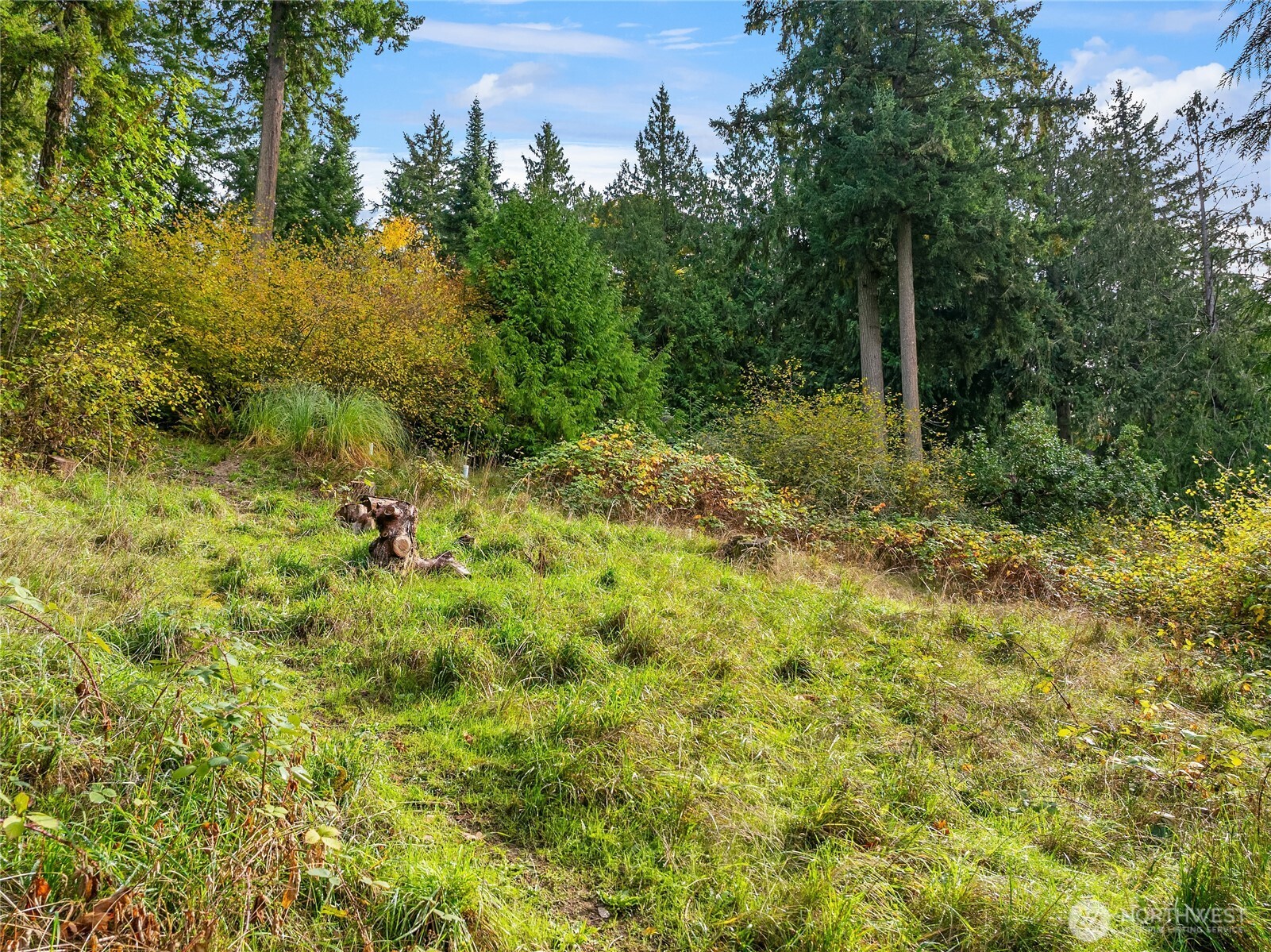 9674 Olympus Beach Road Northeast Bainbridge Island, WA 98110 - Photo 10 of 21 a view of a plants with large trees