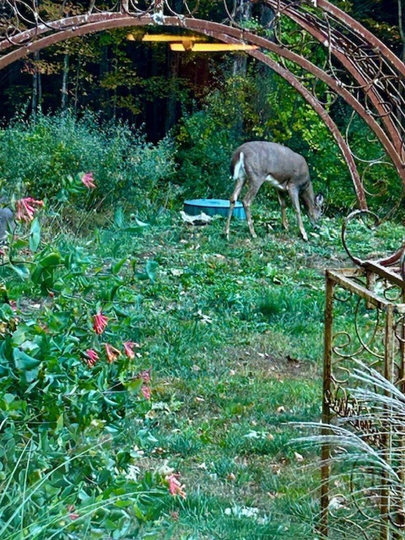 137 Pleasant Valley Road Brattleboro, VT 05301 - Photo 22 of 33