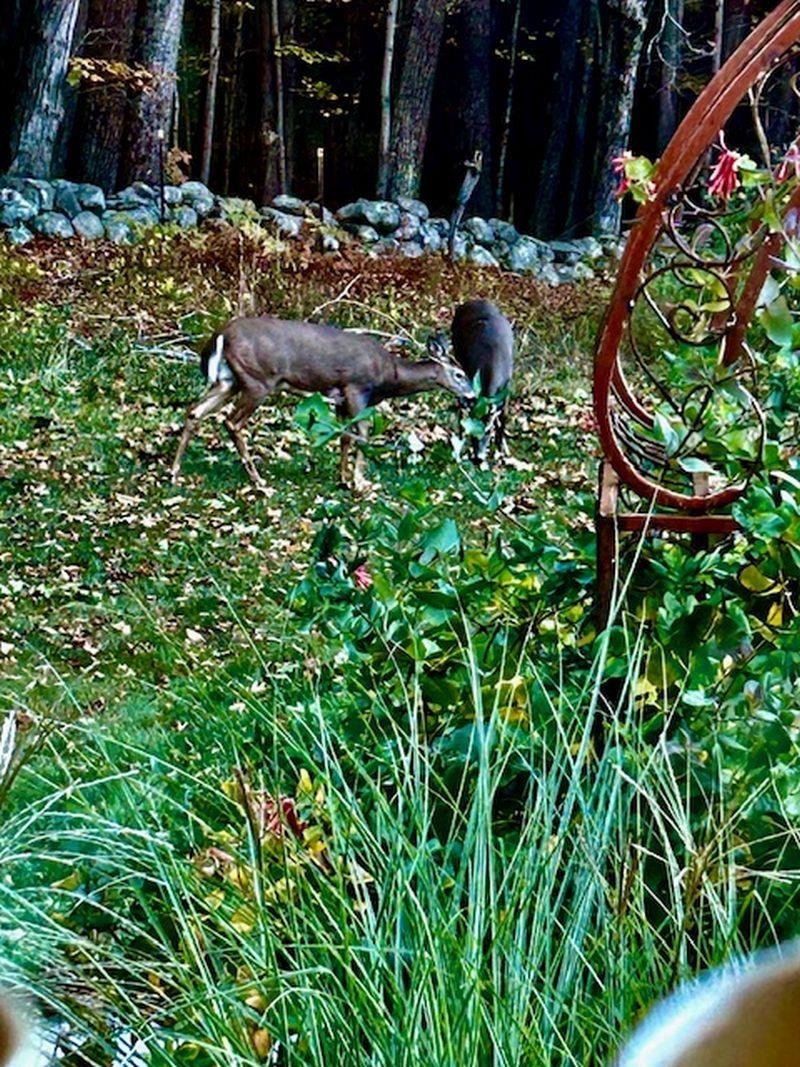 137 Pleasant Valley Road Brattleboro, VT 05301 - Photo 23 of 33