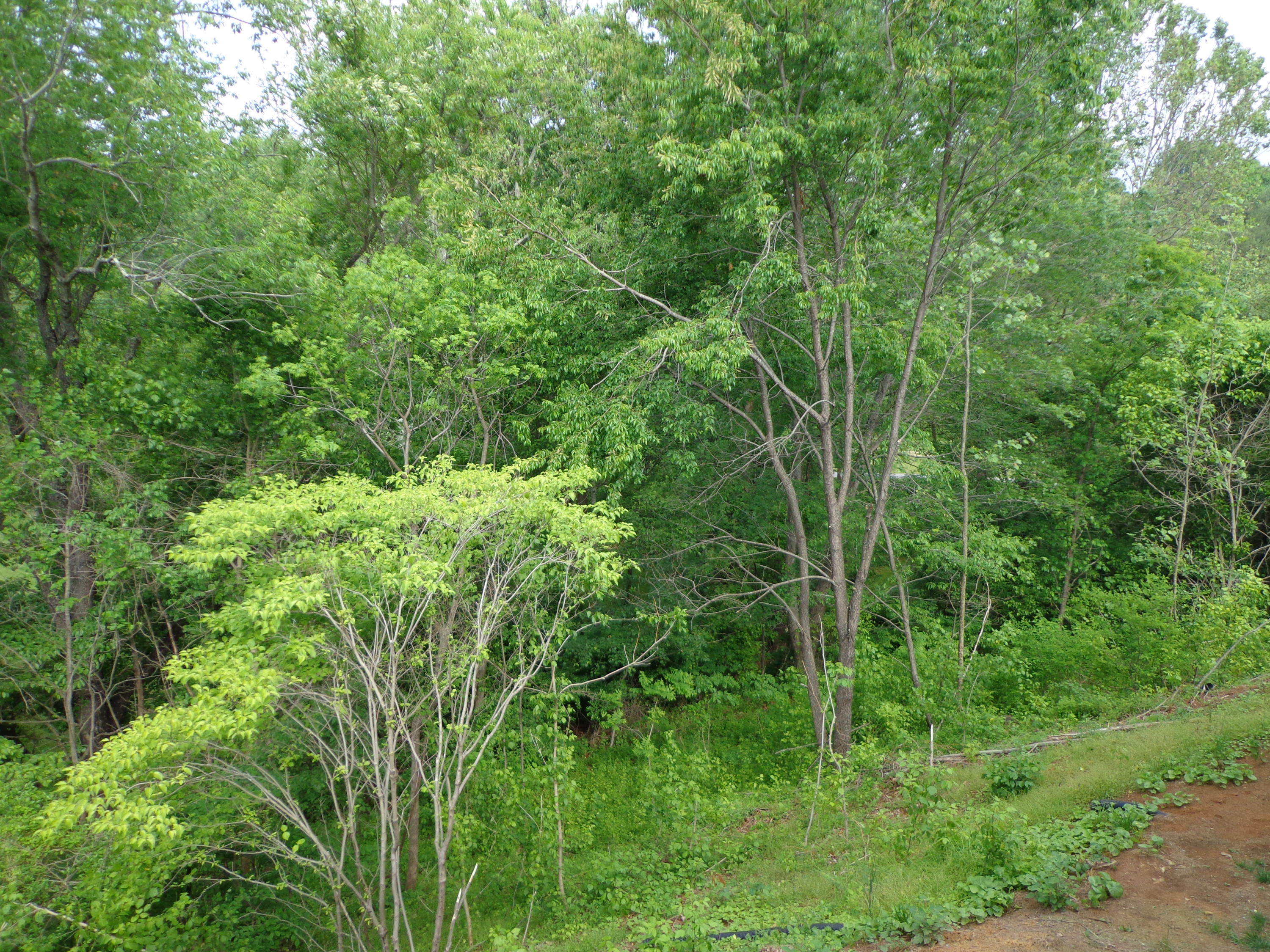 562 Deer Ridge Lane Vinton, VA 24179 - Photo 13 of 36 DSC01214