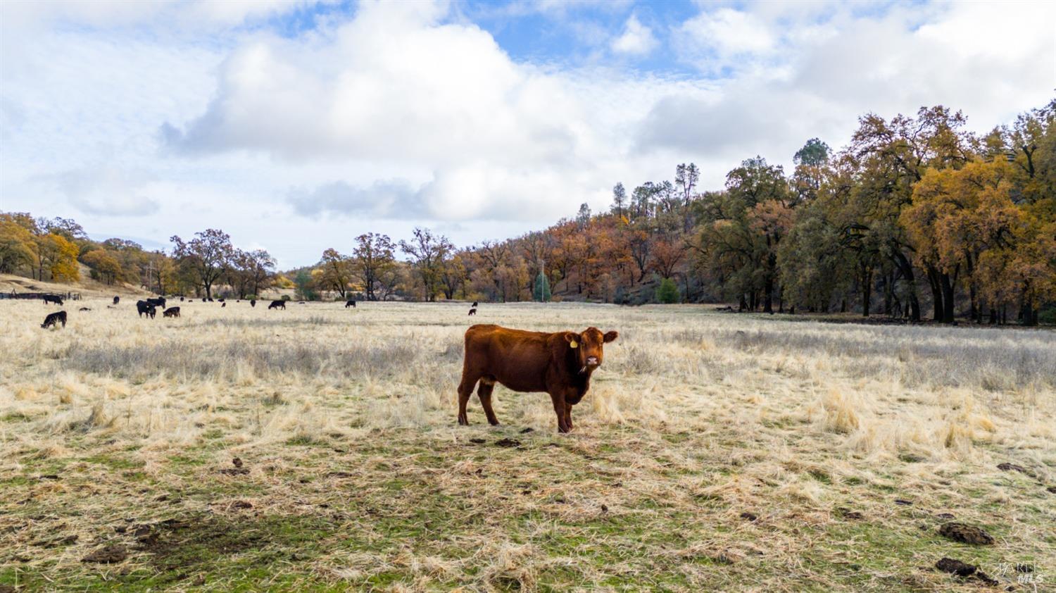 11158 Rocky Creek Road Lower Lake, CA 95457 - Photo 3 of 25 a view of a lake with a big yard