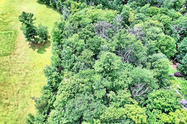 a close up of a plant in a garden