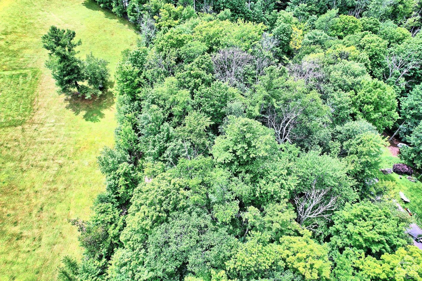 419 Clum Hill Road Hunter, NY 12427 - Photo 11 of 28 a view of a lush green forest