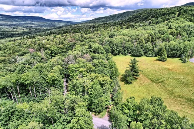 a view of a lush green forest with lots of trees