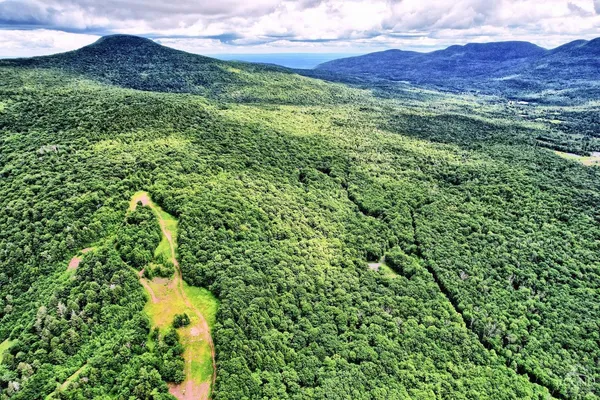 a view of a lush green forest