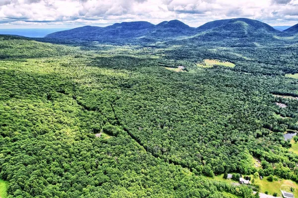 a view of a lush green forest