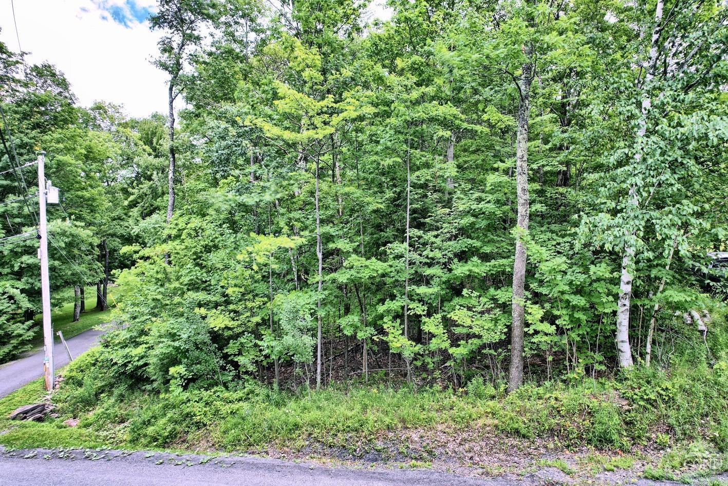 419 Clum Hill Road Hunter, NY 12427 - Photo 26 of 28 a view of a lush green forest