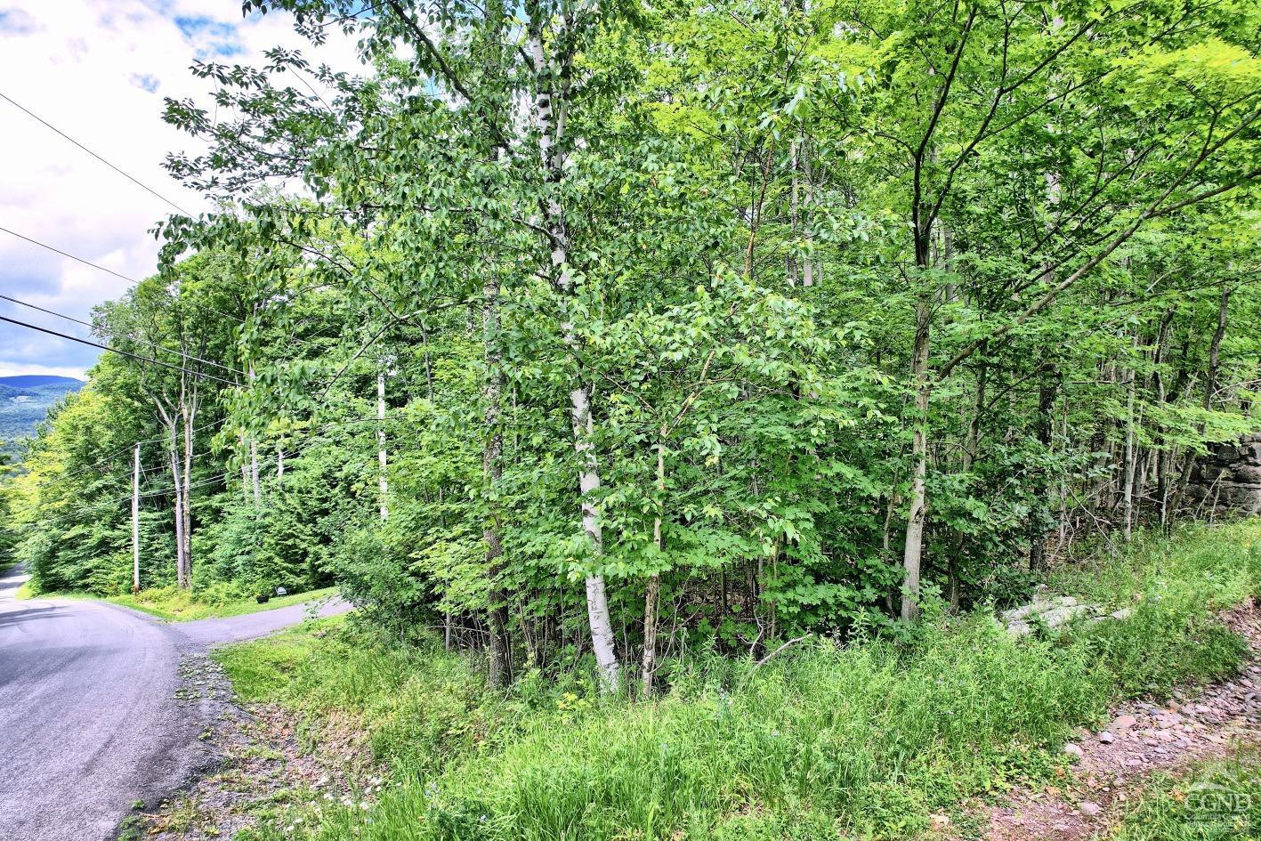 419 Clum Hill Road Hunter, NY 12427 - Photo 27 of 28 a view of a lush green forest