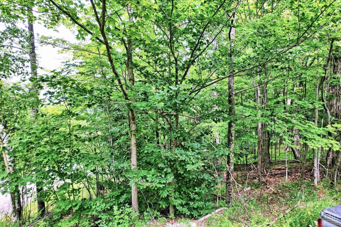 419 Clum Hill Road Hunter, NY 12427 - Photo 28 of 28 a view of a lush green forest