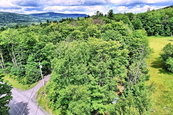 a view of a lush green forest