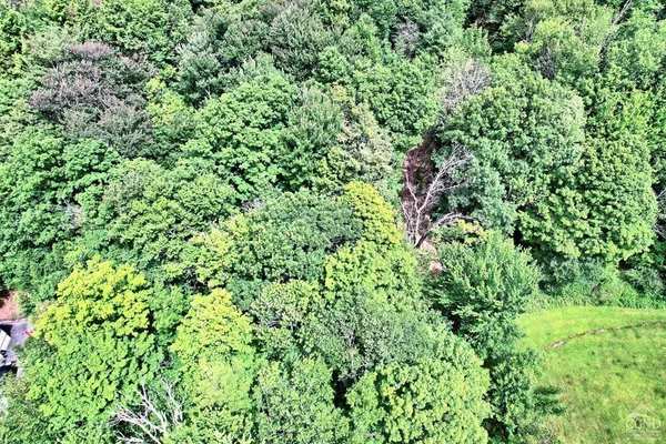 a view of a lush green forest